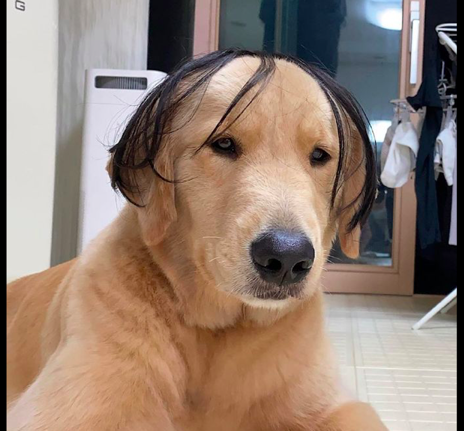 主人买了一顶假发,然后给狗狗戴上,最后一张是秃顶的张东升吗?