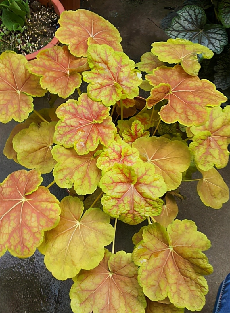 矾根的叶色太美了,远看就像调色盘,各式各样极具观赏性|植株|叶色