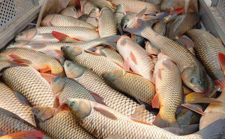 吃草鱼的最佳做法,鱼肉鲜香滑嫩,开胃下饭又解馋,吃一次就上瘾