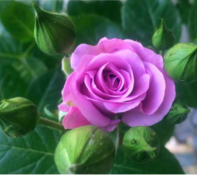 秋冬开的花有哪些花(秋冬季开花的植物有哪些)