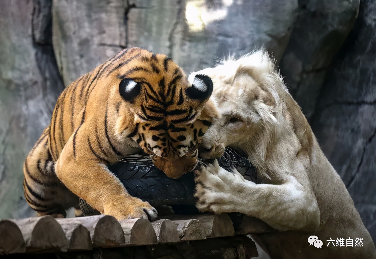 一头白狮和一孟加拉虎成为好朋友经常一起玩耍偶尔上演争夺战