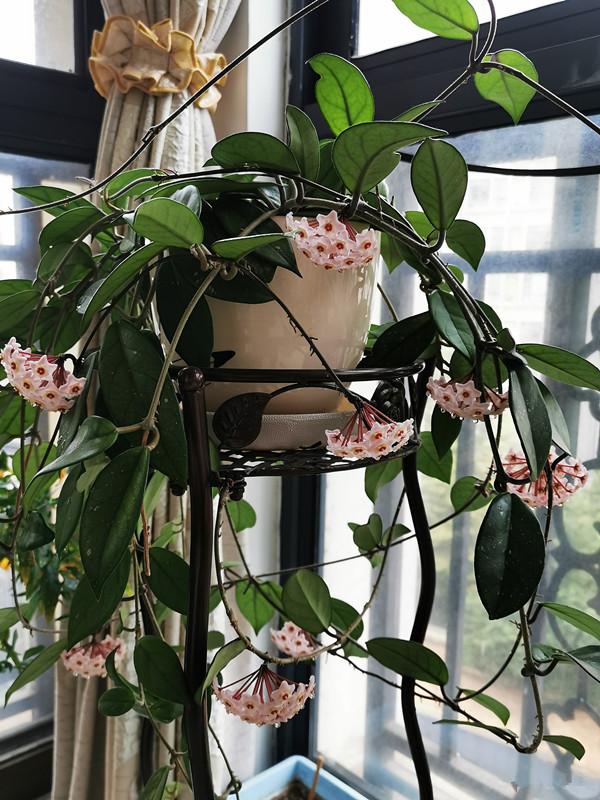 七种耐阴的开花植物好养如绿萝花期不短适合室内北阳台养