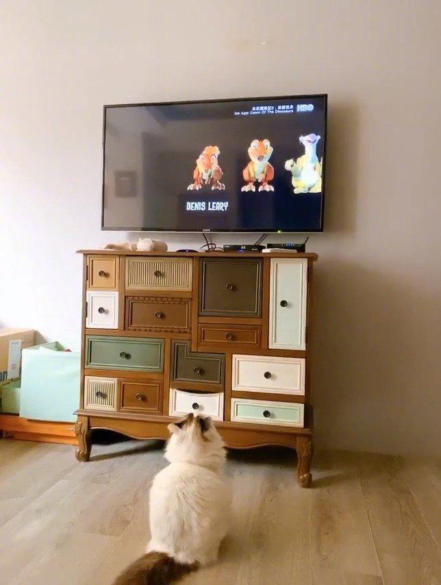 一只喜欢看电视的猫咪,好认真啊!!