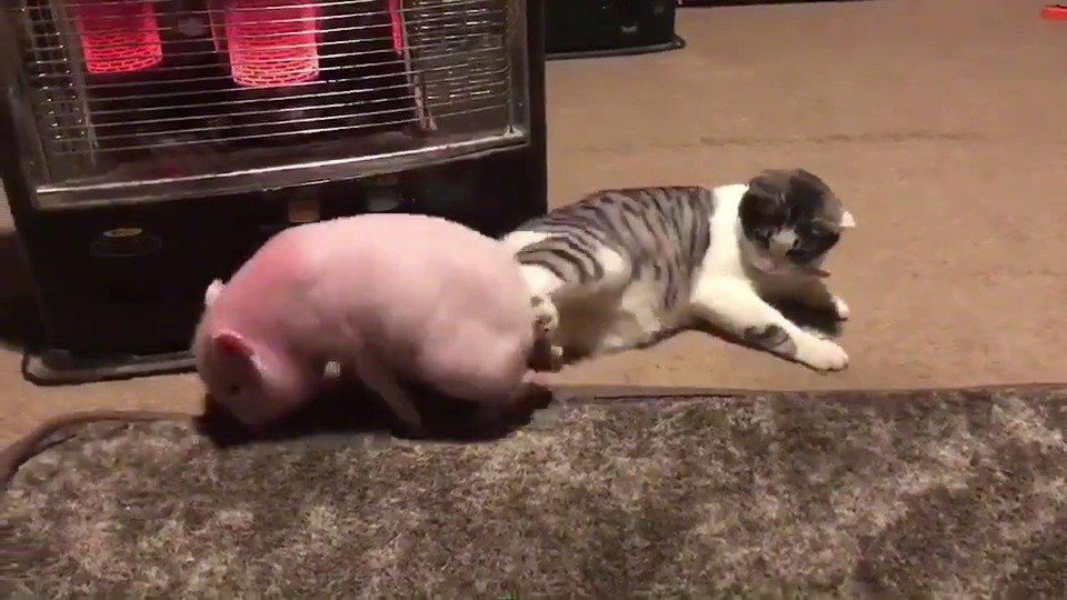 这只猫咪的后脚好有劲!一脚就把猪踹飞了!