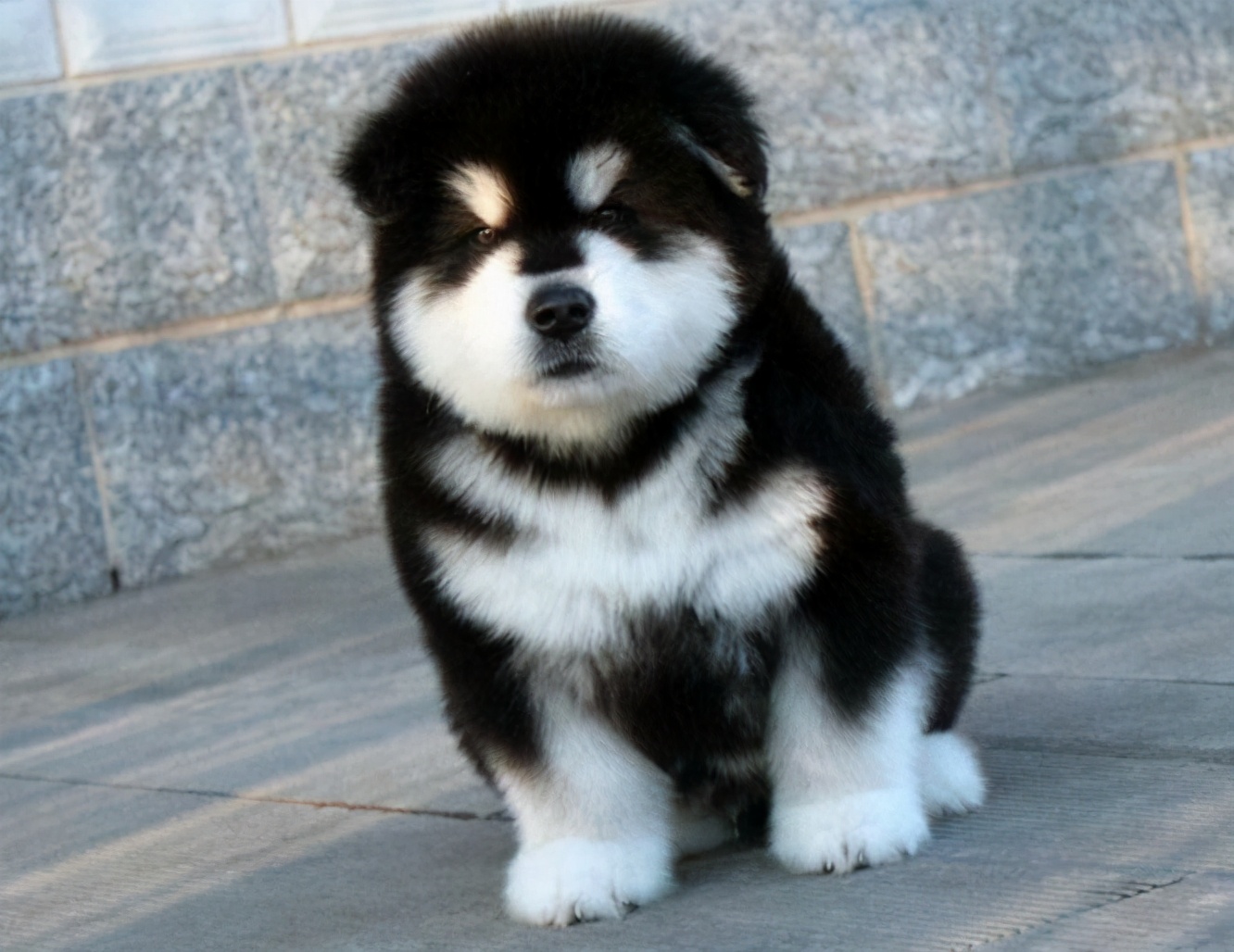 对阿拉斯加犬来说这几个时刻最昏暗犹如噩梦