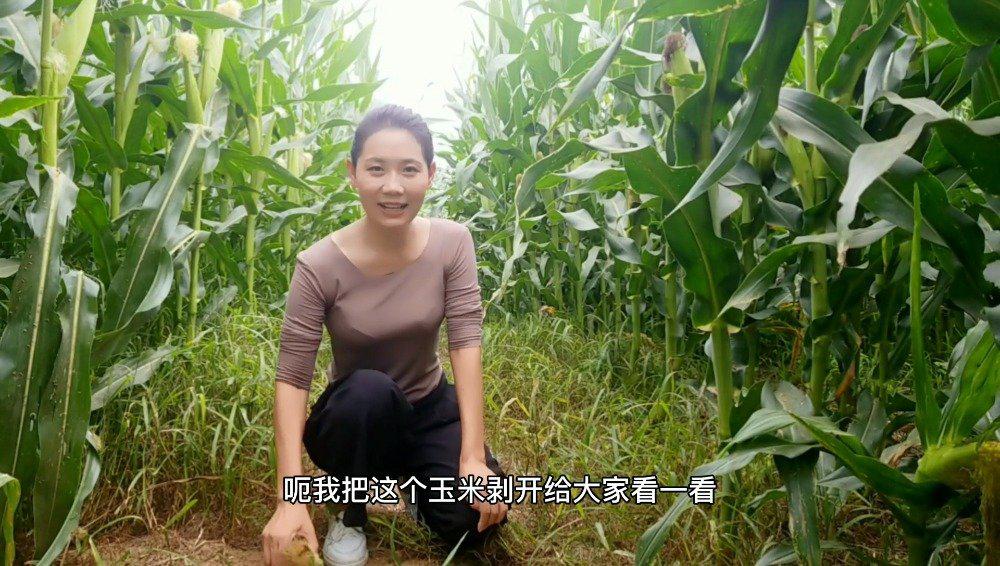 500亩的玉米地太大了,进去掰玉米差点迷路了. xg:豫见露儿