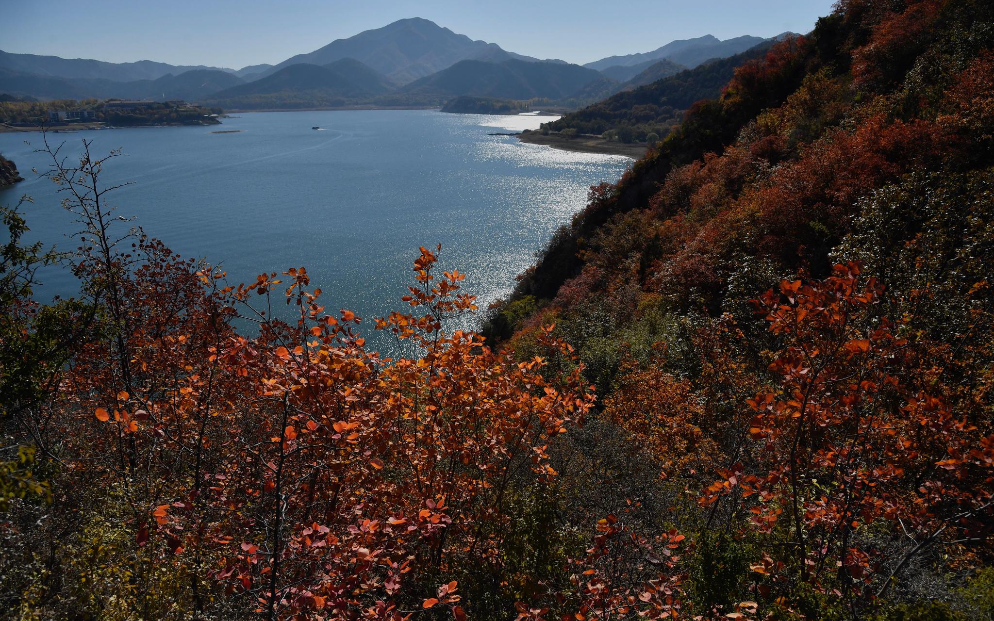 蔚蓝的天空下,金海湖被山川、红叶环抱,风景秀美如画。摄影/新京报记者 吴宁