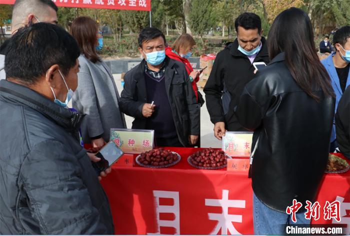 且末良种场却格勒麦亚合作社种植有机红枣参加丰收节。　王小军 摄