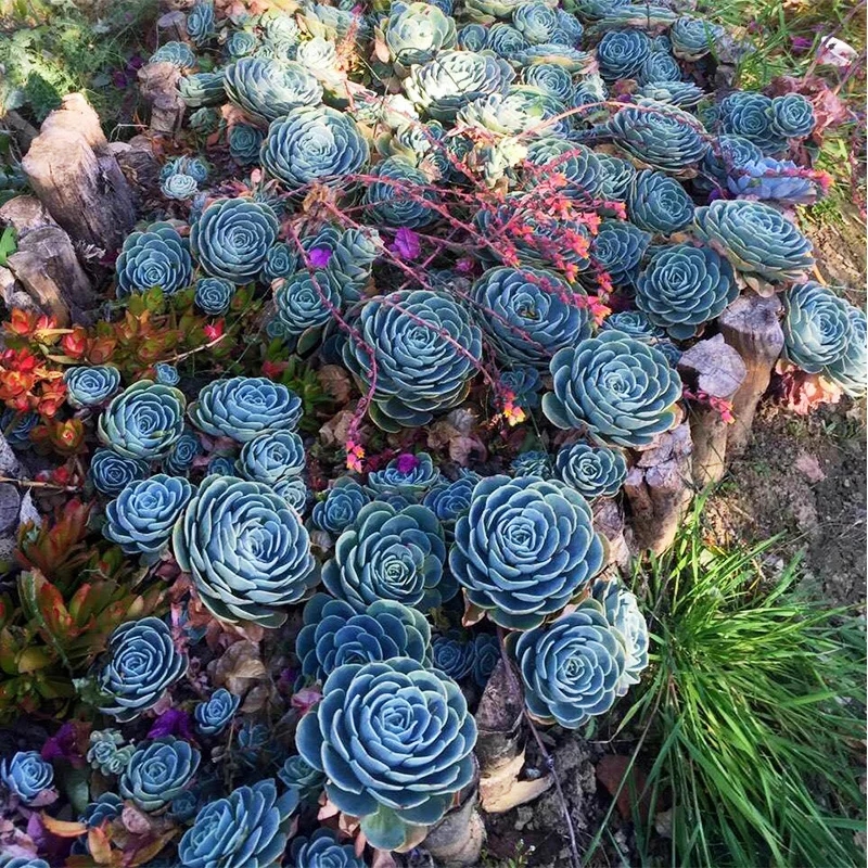 多肉玉蝶群生老桩太美了,玉蝶怎样才能爆盆繁殖方法以及注意事项