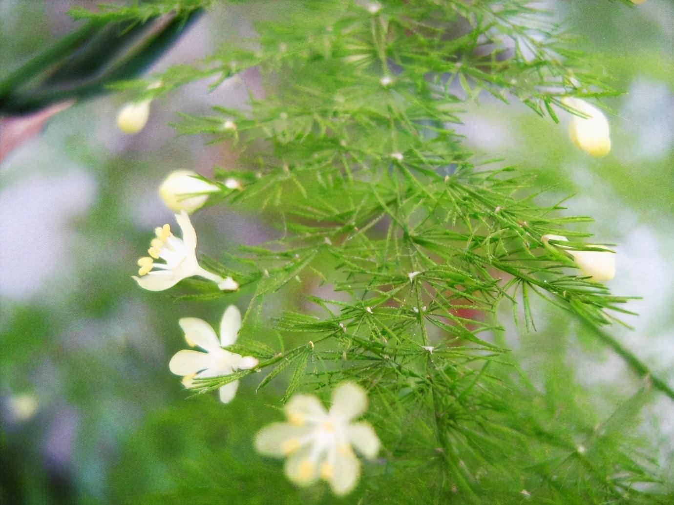 细长的枝条上挂着小白花,真是好看极了|文竹|植株|枝条_新浪新闻