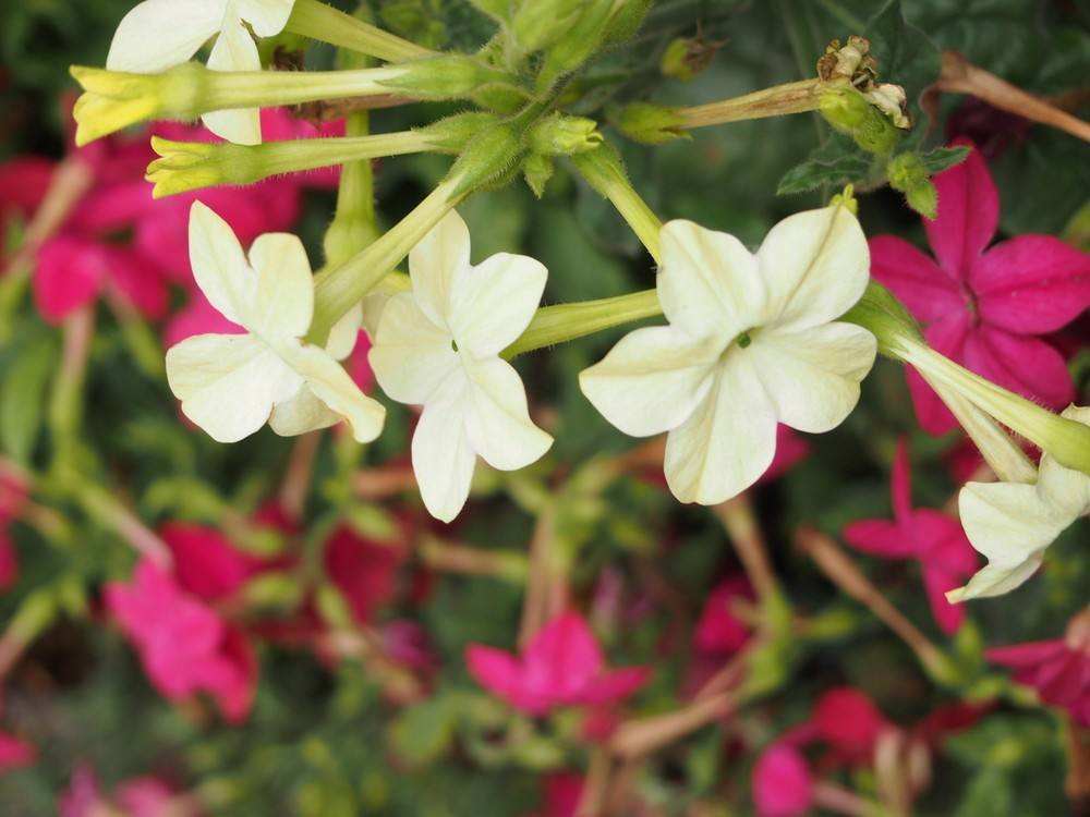 烟草_烟草最新消息,新闻,图片,视频_聚合阅读_新浪网