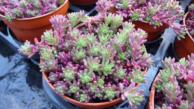 多肉养成不死花生命力顽强浑身紫莹莹冬天不怕冷耐活