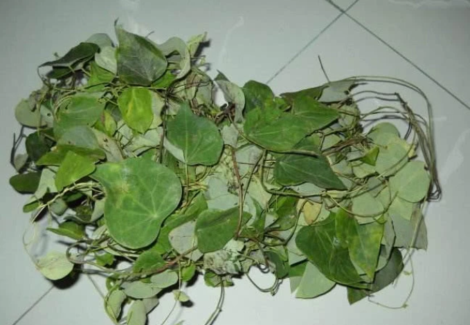 农村一种常见植物炮疮藤有治水痘的功效现在成稀罕物价值高