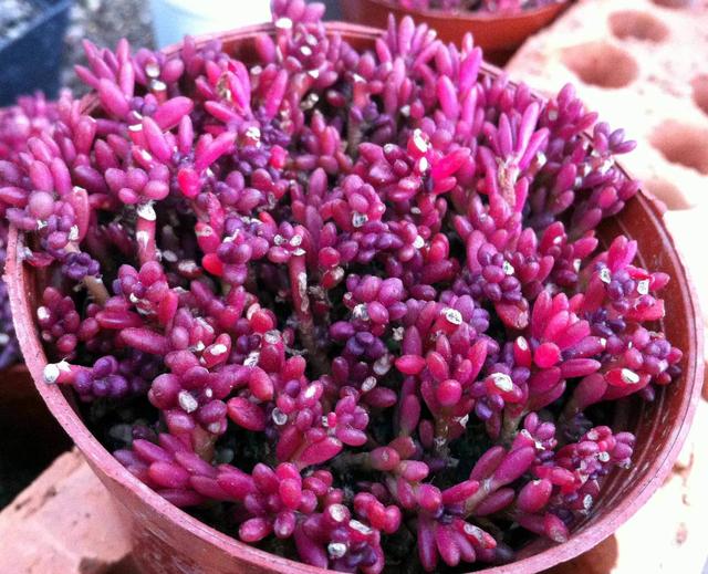 多肉养成不死花生命力顽强浑身紫莹莹冬天不怕冷耐活