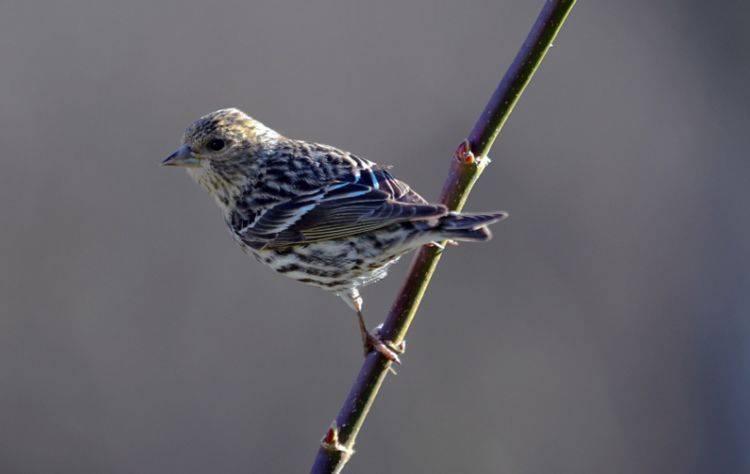 生肖兔生肖属兔的朋友,得贵人相助,六六大顺,9月下旬开始,横财大发,属
