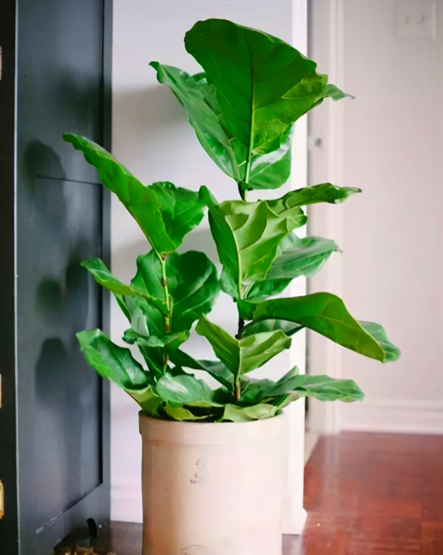 琴叶榕可是网红花叶子翠绿有纹路观赏价值高该怎么养