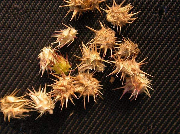 乡下一全身带刺的恶草,曾经不被重视,殊不知药用价值高,很珍贵|蒺藜