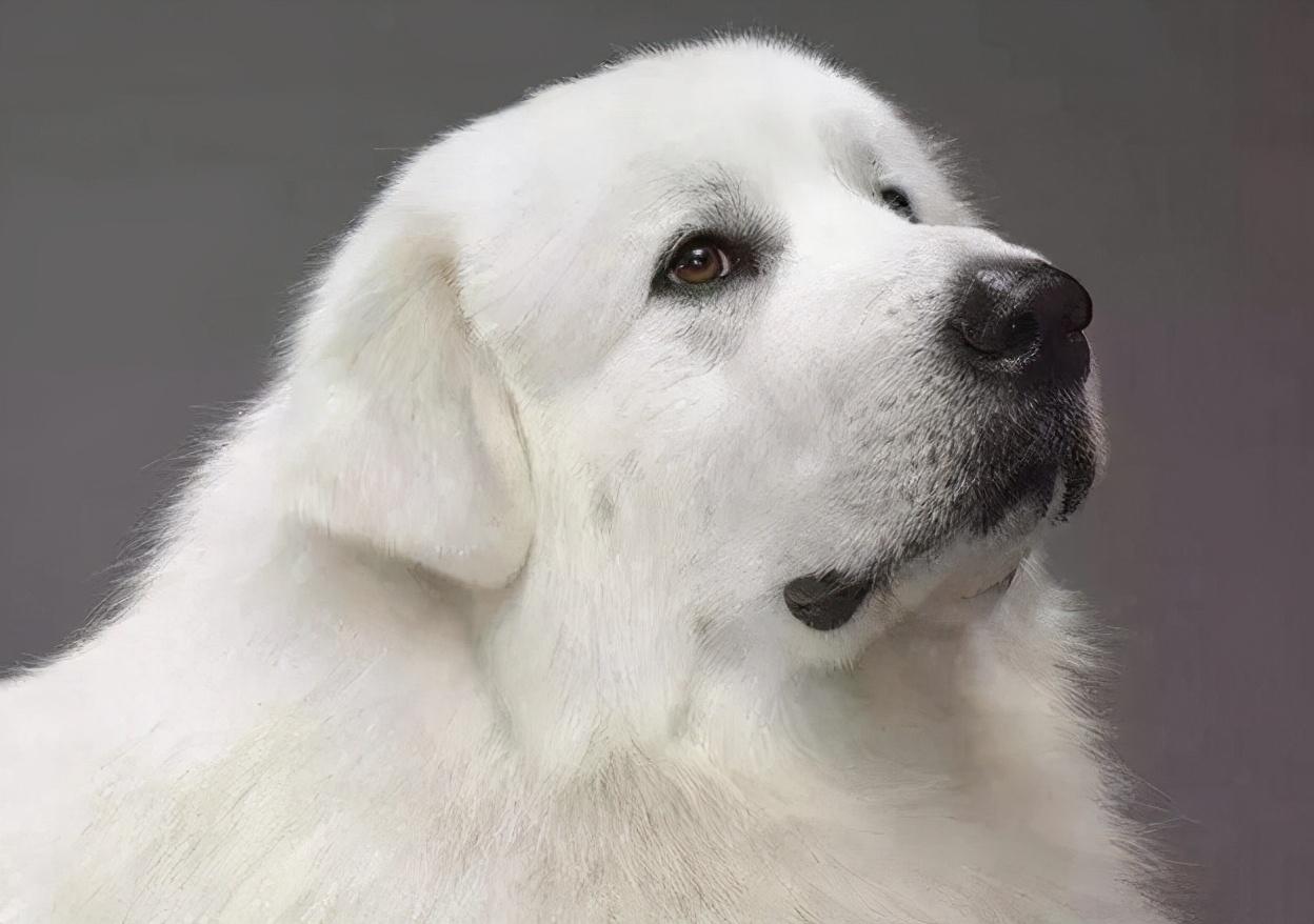 最安静的6种狗别人根本不知道你在养狗