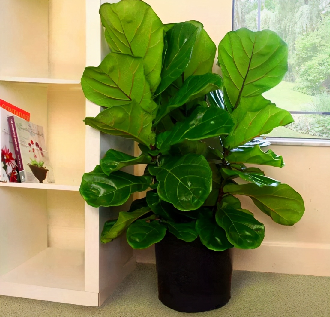 琴叶榕可是网红花叶子翠绿有纹路观赏价值高该怎么养