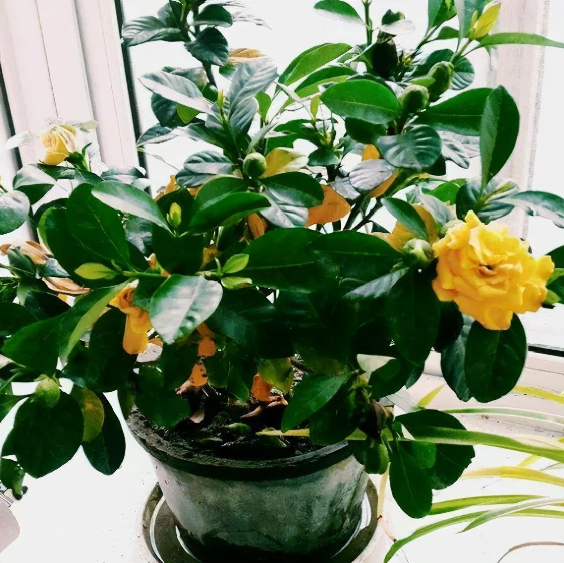 这三种情况是尽量的不要给它施肥料的,否则很容易出问题,按照小齐说的