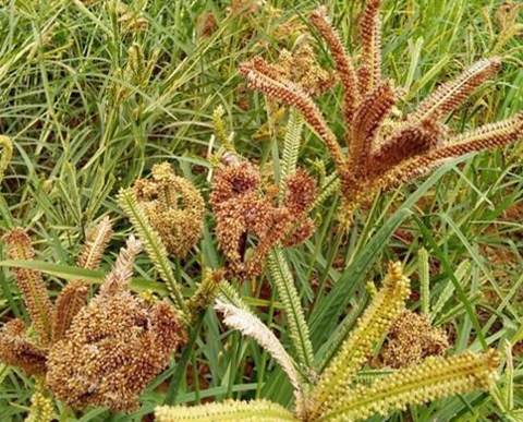 在我们当地是称之为䅟儿子,有些地方也叫非洲小米,小米鸭脚,非洲小米