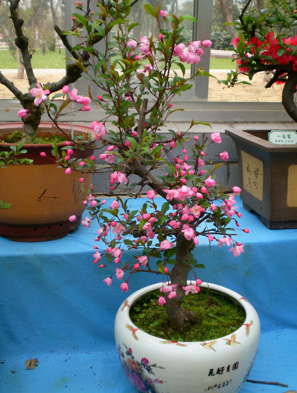 到了明年春天花开满园,美极了|海棠花|月季花|院子_新浪新闻