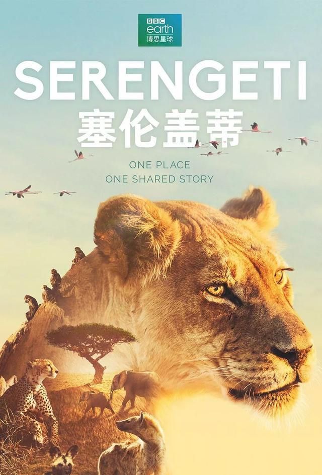 都说畜生交配六亲不认,那么流浪的雄狮长大后还认识母亲吗?|狮群|狮子_新浪新闻