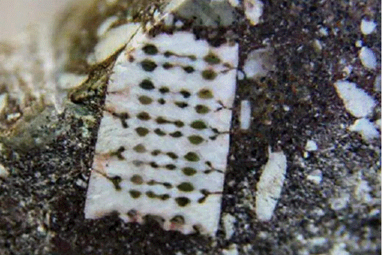 印度研发牛粪芯片声称能防辐射还要卖给美国