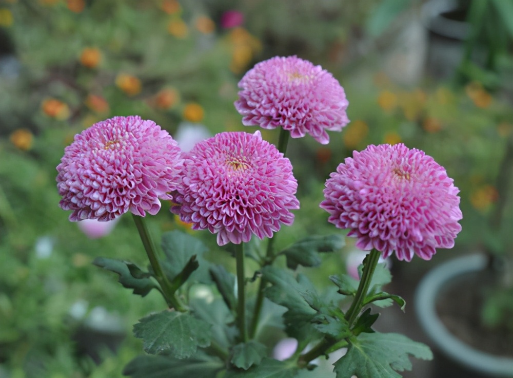 常见的花都养腻了,秋天养几盆球菊,开花圆滚滚真可爱|球菊|植物|养护