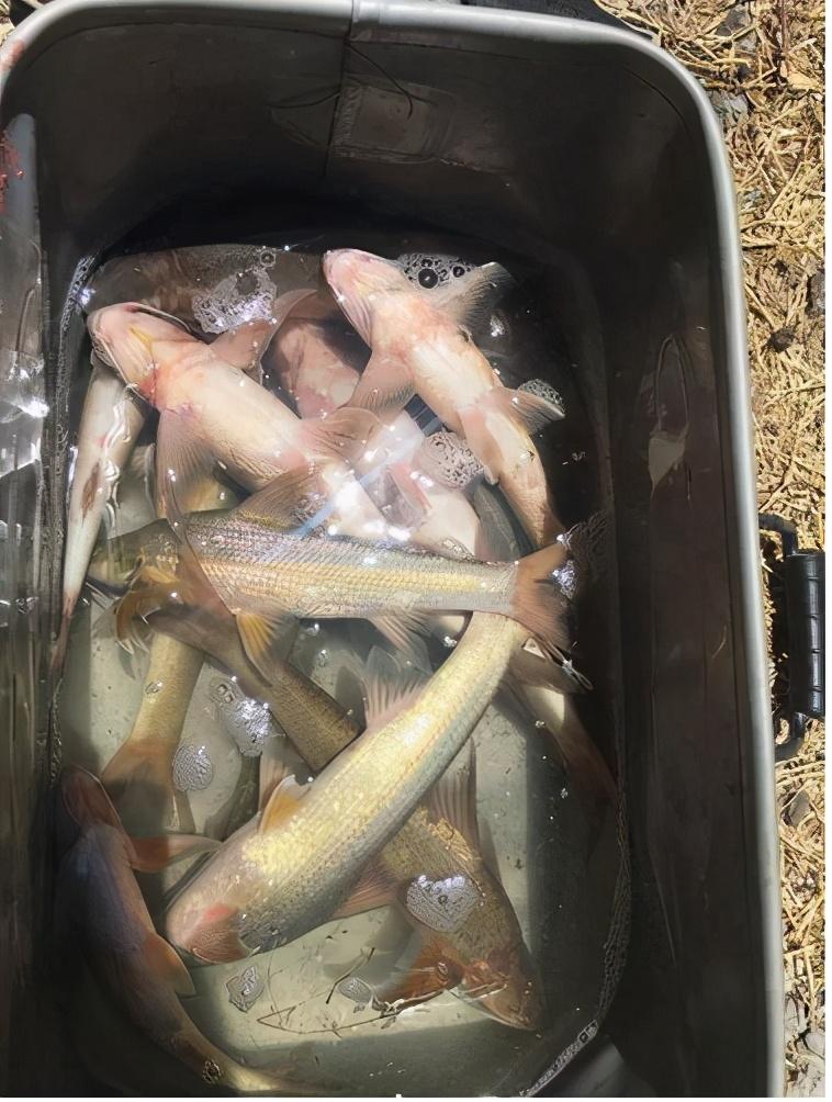 俗称水米子曾经江里很常见如今却快要绝迹至今无法养殖