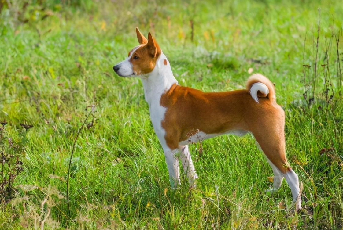 卷尾巴的狗狗为什么很多人养其实有7个原因