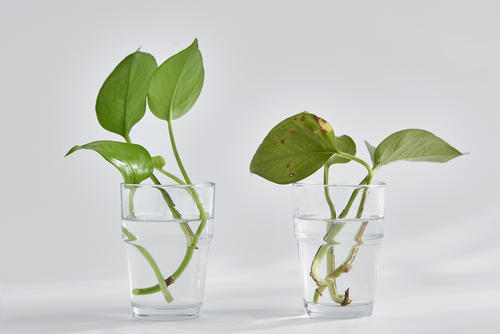 绿萝想要水培这操作靠谱有简单根系长满水培瓶枝叶繁茂