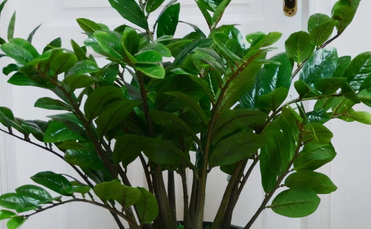 树,有招财聚财之寓意在自建房屋中种植摇钱树可以为家庭带来财富2海棠