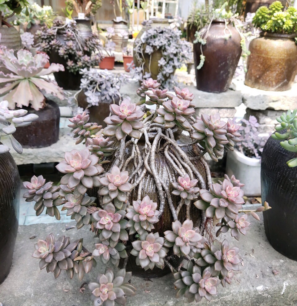 "手把手"教你多肉,选对"土"浇对水,2年变老桩,盆盆有价值