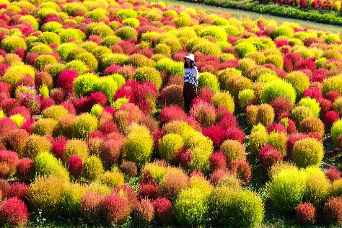 花开海上属于地肤的花海盛宴,限时开放,今秋赏景不去遗憾一年!