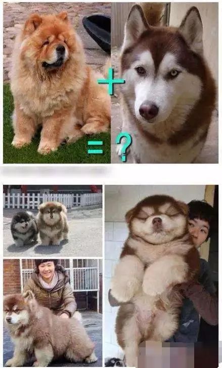 突然僵住,出招姿势不对,可否重新打过|松狮|姿势|哈士奇_新浪新闻