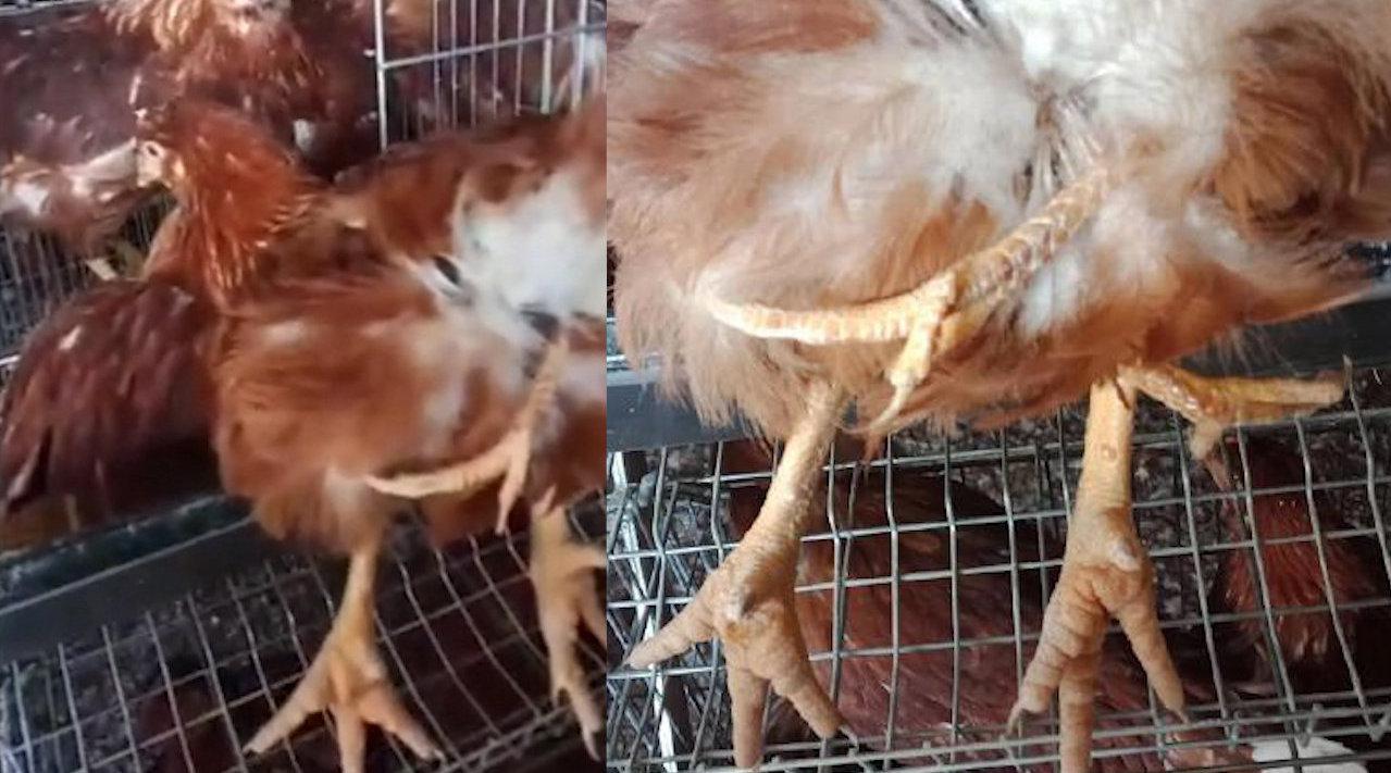 内蒙古一地区惊现"四腿鸡" 专家:胚胎时期发生畸形