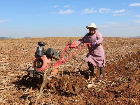 罗平秋播油菜籽!静待百万亩油菜花开染田野