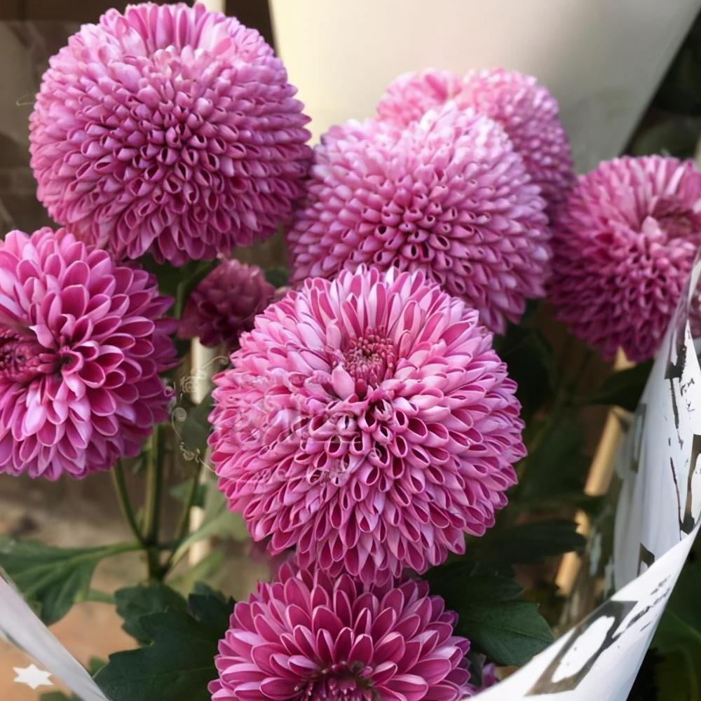 常见的花都养腻了,秋天养几盆球菊,开花圆滚滚真可爱