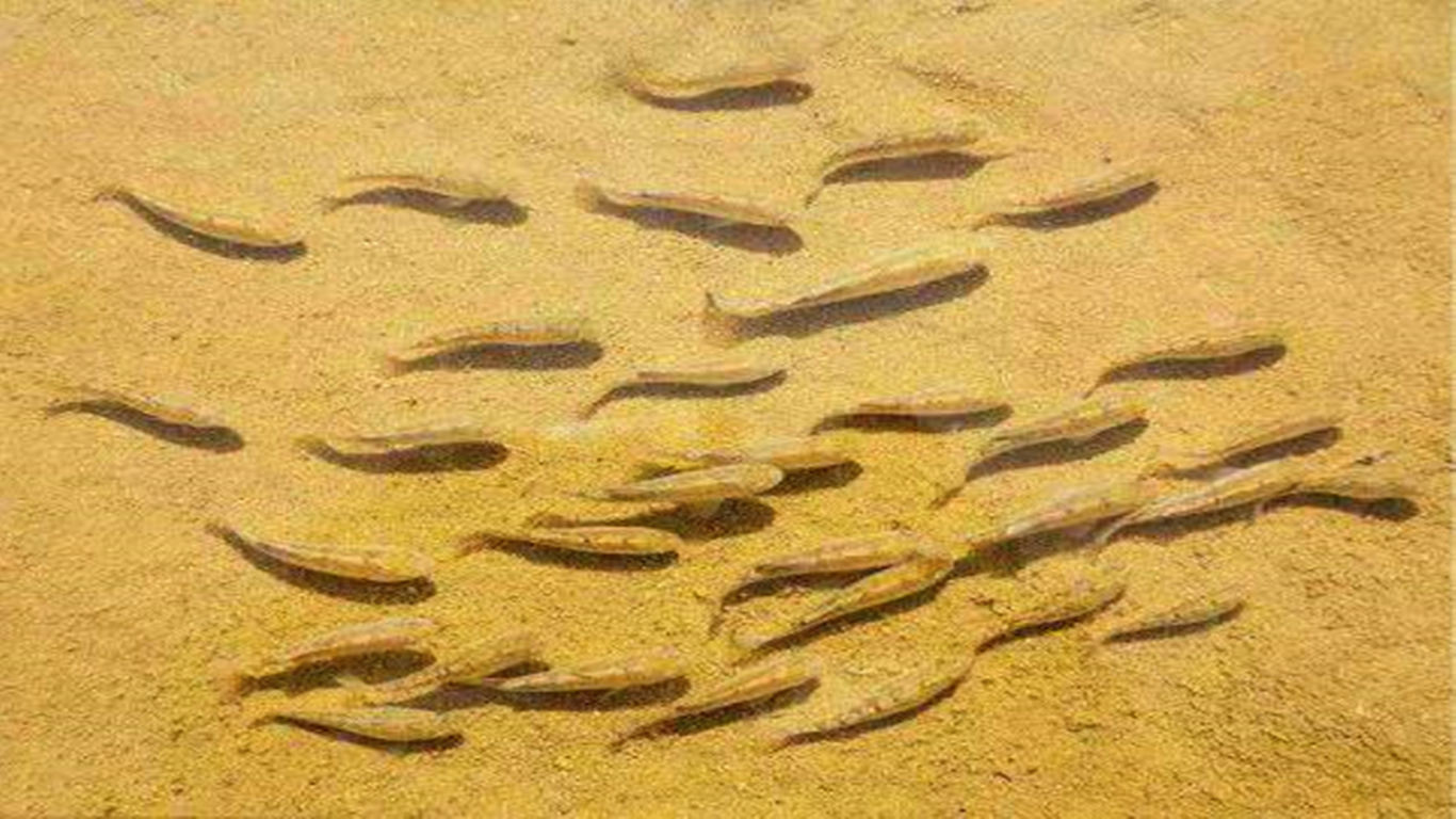 与世隔绝最坚强的沙漠鱼生存现状堪忧为啥不转移它们