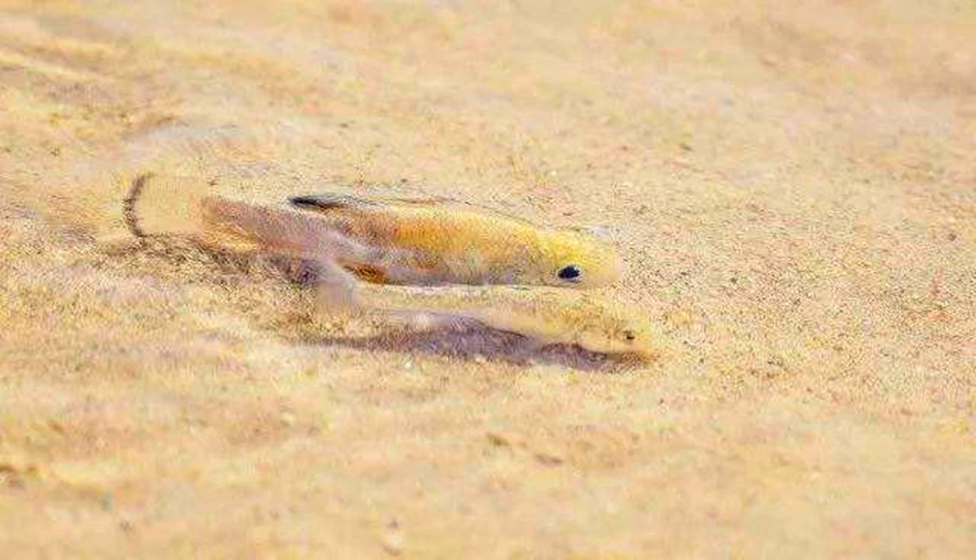 下来,持有这种观点的人们认为在一千多年以前,当地的土著人喜好吃鳉鱼