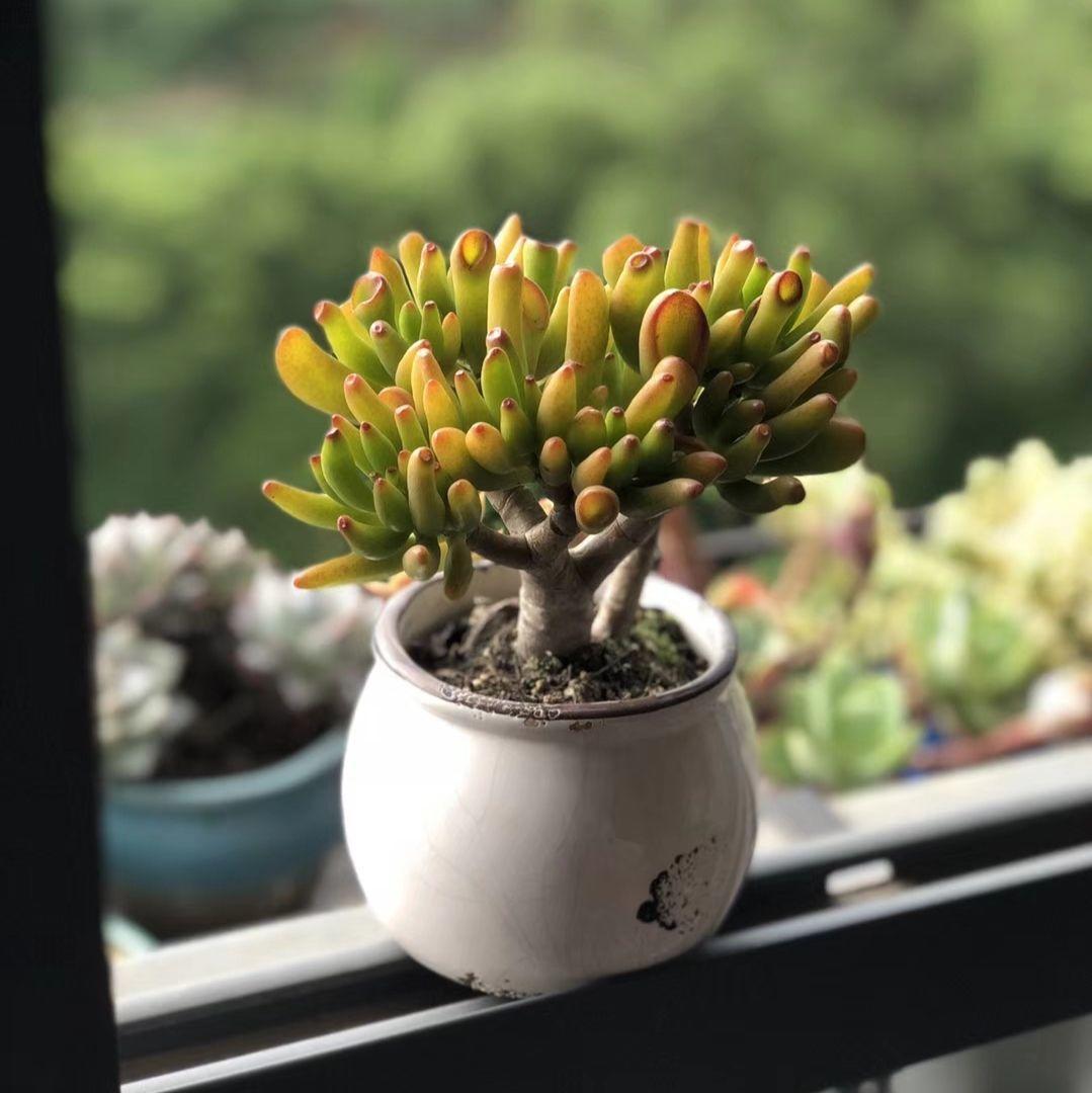 吸财树是个什么品种,栽种的注意点多吗?看完就明了