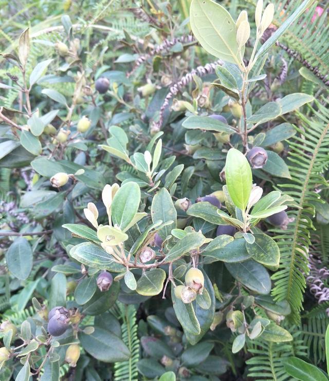 第一种桃金娘桃金娘的别名有很多,比如多莲,当梨根,乌肚子,桃舅娘等.