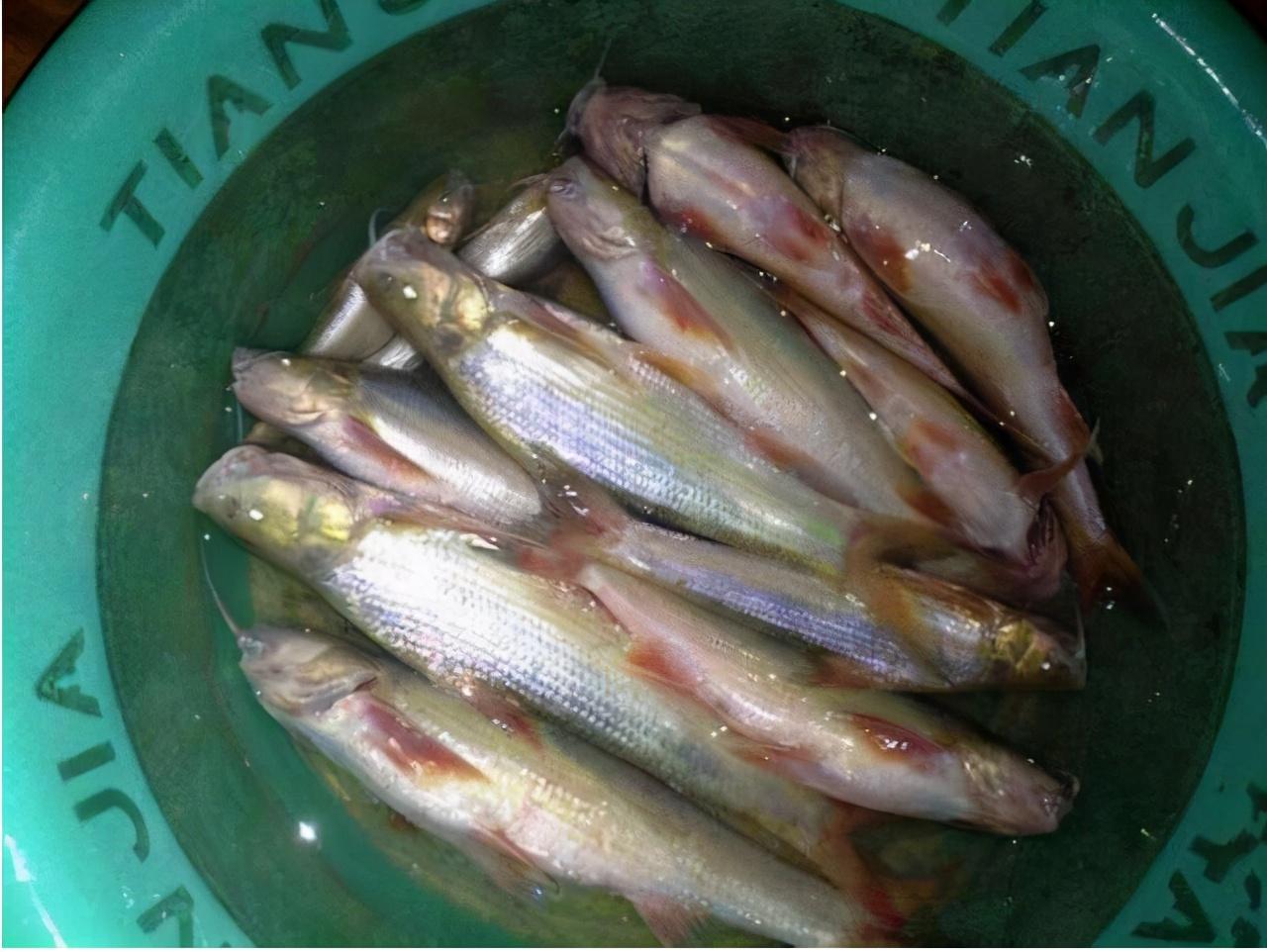 水米子,学名叫做圆口铜鱼,又叫做水蜜子,麻花鱼等,喜欢生活在水流湍急