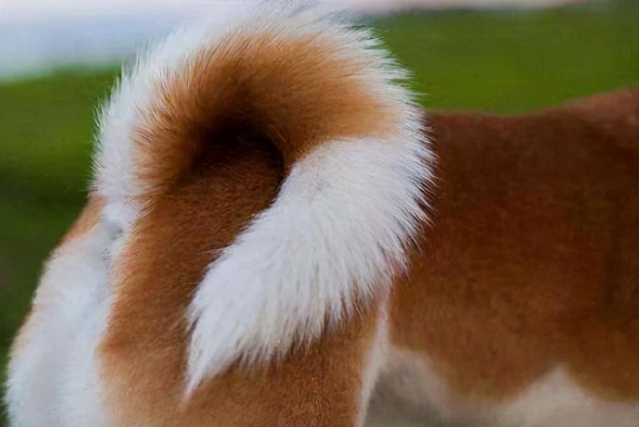 卷尾巴的狗狗为什么很多人养其实有7个原因