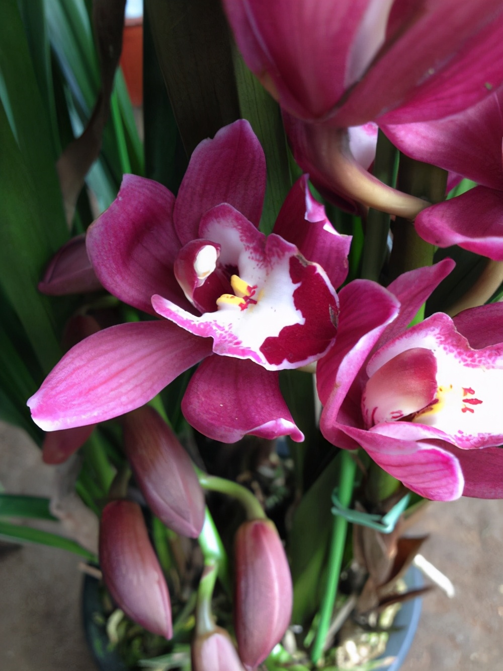 想养兰花就选墨兰,开花香喷喷,能带来不少养护乐趣