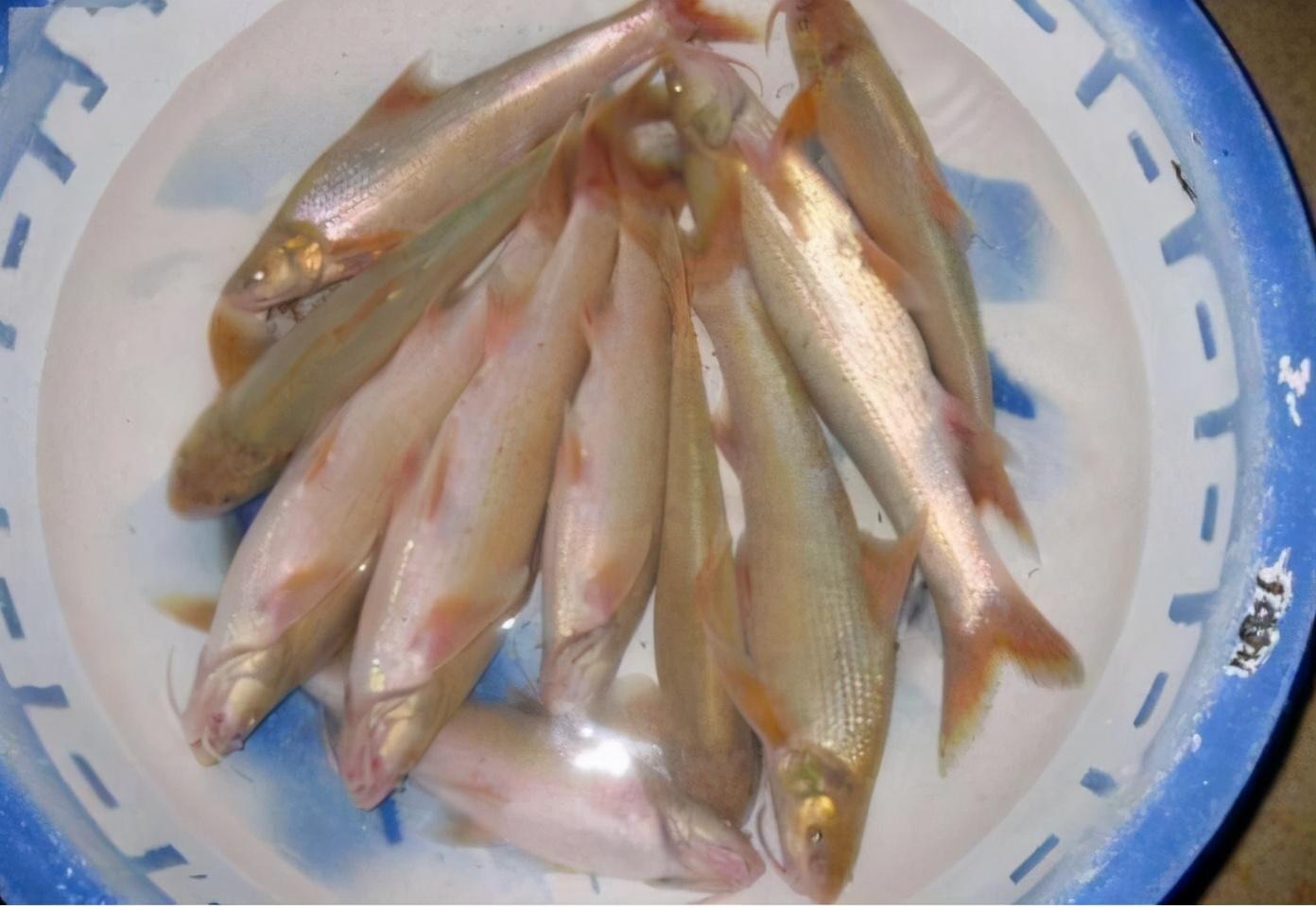 俗称水米子曾经江里很常见如今却快要绝迹至今无法养殖