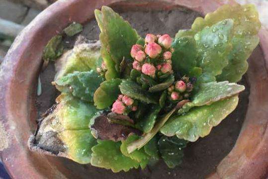 长寿花得茎腐病怎么办教你4法照样救活药物预防是关键