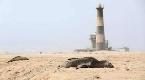 海滩上的死亡海狮