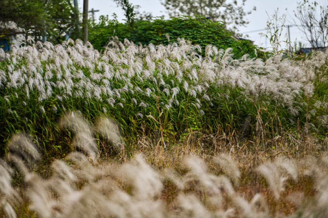 扬州如雪的芦花荻花是这个秋天的美景
